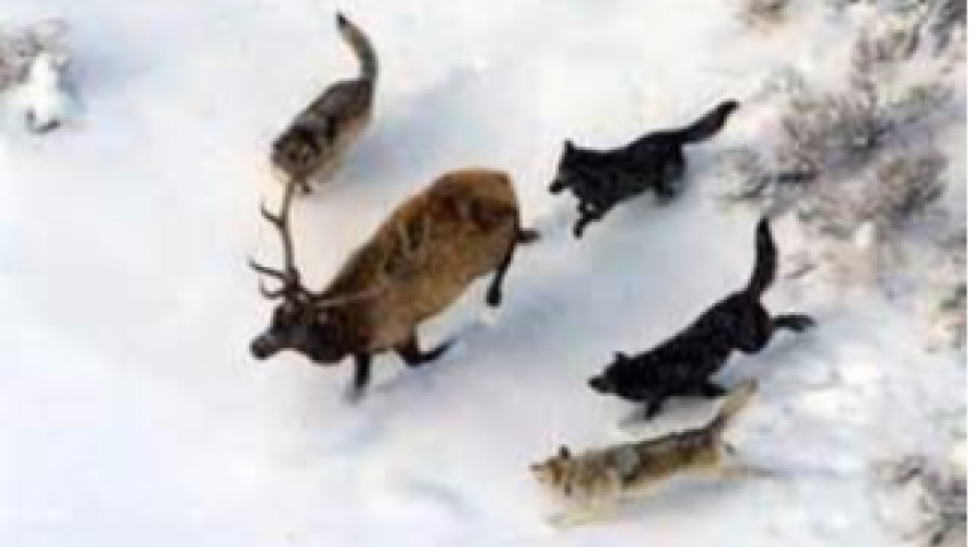 Wolf Hunting Distinctly Montana Magazine